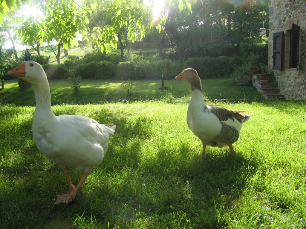 Agriturismo Il Mulino Delle Pile คิวส์ดีโน ภายนอก รูปภาพ