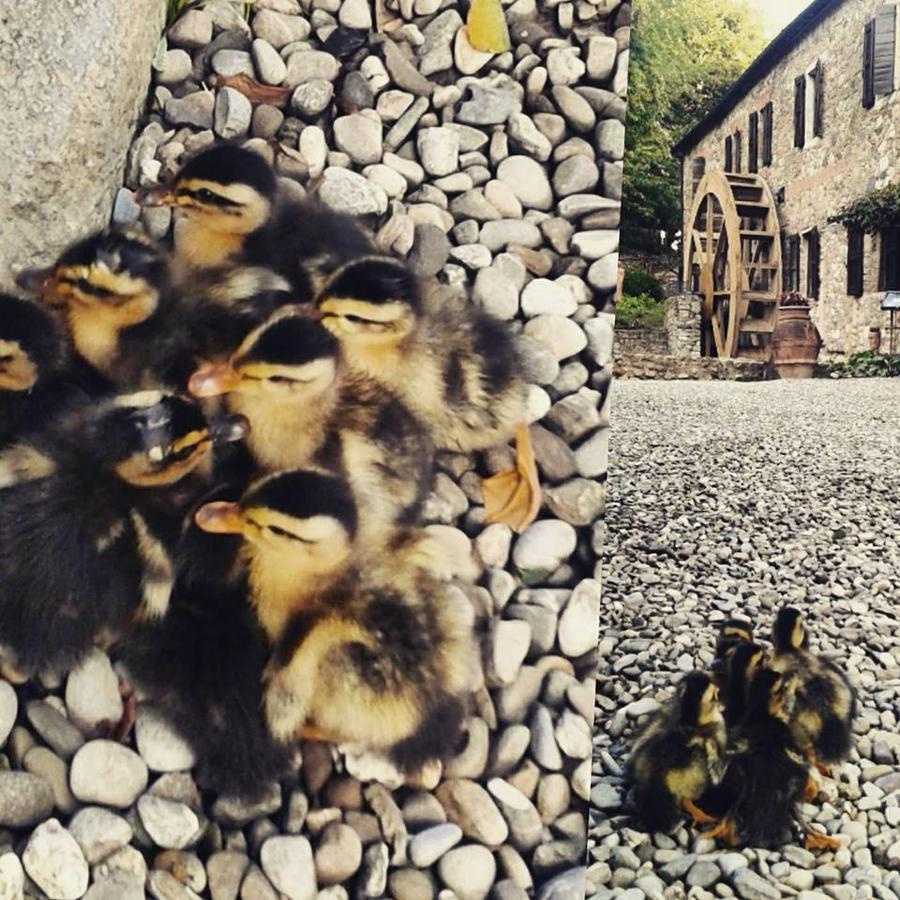 Agriturismo Il Mulino Delle Pile คิวส์ดีโน ภายนอก รูปภาพ